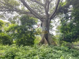 Finca de 32 manzanas en venta en Ojo de Agua, foto 1